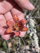 Gentners fritillary  (1)